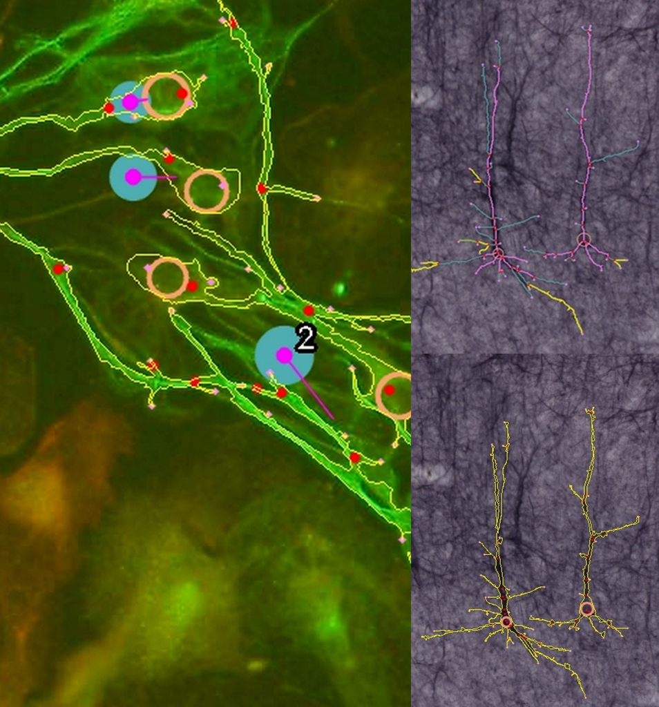 KARMENscience Neurons KARMENscience Karmenscience neurons karmenscience